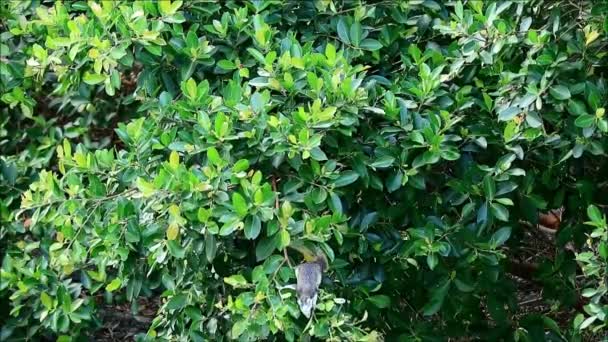 Little Wild Squirrel À procura de comida em uma árvore grande, Bangkok 's Urban, Tailândia — Vídeo de Stock