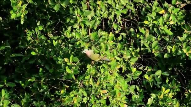 Miejskie dzikie życie. Dziki gołąb zielony o gęstych zębach, jedzący owoce na wielkim drzewie w popołudniowym słońcu, Bangkok, Tajlandia — Wideo stockowe