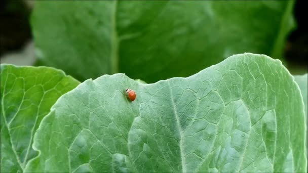 有機農場の緑の野菜の葉の上を歩く忙しい赤いてんとう虫、タイの田舎 — ストック動画