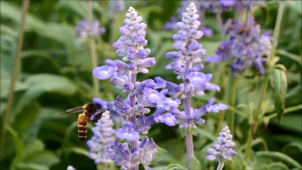 Uma pequena abelha coletando néctar na bela flor luz roxo flores Lavanda — Vídeo de Stock