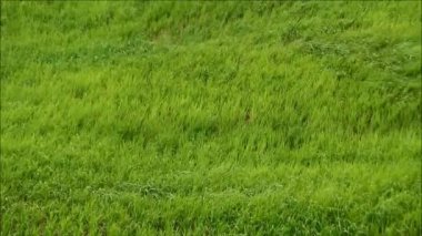 Yeşil Çimen Rüzgarda Yavaşça Esiyor