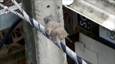 Zebra Güvercini Aşığı tarafından ödüllendirilirken Uykulu görünür