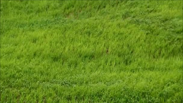 風にゆっくりと吹く緑の草 — ストック動画