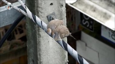 Zebra Güvercin Öpüşüyor ve Aşığını Tutkuyla Güzelleştiriyor