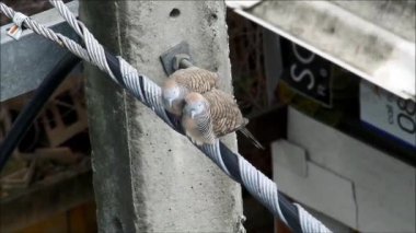 Zebra Güvercini Rüzgarlı bir günde tutkuyla Aşığının Kafasını ve Boynunu gösteriyor
