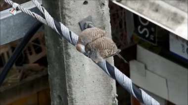 Zebra Güvercin tutkuyla Aşığının Kafasını ve Boynunu Rahatlatıcı Bir Öğleden Sonra Gösteriyor