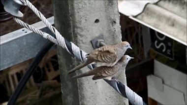Zebra Güvercin Çifti Sıcak Güneş Işığında Sevişiyor