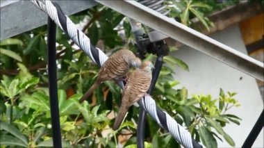 Zebra Güvercin Çifti Güzelleşiyor ve Sevgilisini Öpüyor