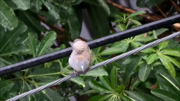 Zebra Dove šíří křídlo ke koupání v dešti — Stock video