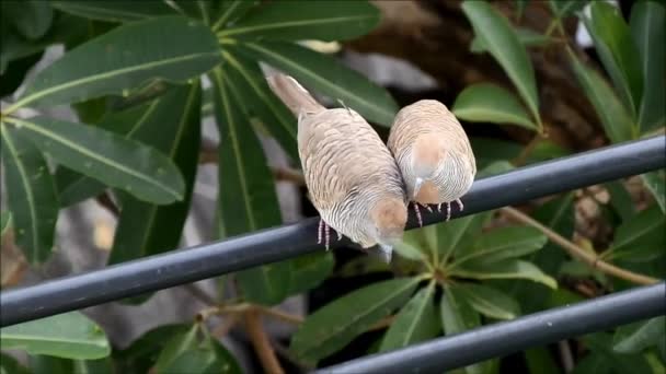 Bird Couple Preening Each Other in the soft Daylight — Stok Video