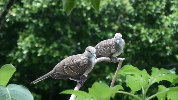 Two Young Zebra Doves Preening and Relaxing on the Tree Branch — Stock Video