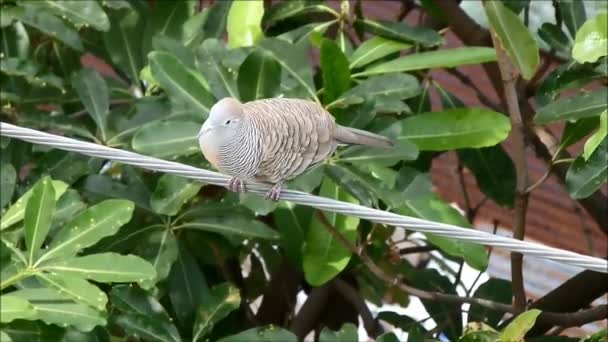 Zebra Colomba Cantando splendidamente nel pomeriggio — Video Stock