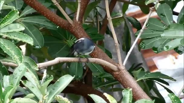 Tineri Oriental Magpie Robin Preening Pe Copac După Ploaie — Videoclip de stoc