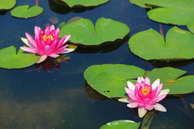 Bir çift Nymphaea Tubtim Siam veya Ellisiana Hardy Waterlilies Gölette Çiçek Açan