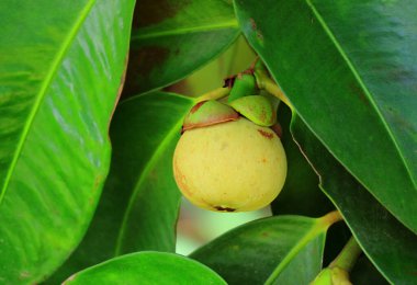 Ağaçta yetişen olgunlaşmamış bir Mangosteen meyvesine yaklaşıyoruz.