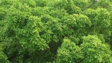 Yağmur yağdığında rüzgarda süzülen yeşil yaprakların görüntüsü