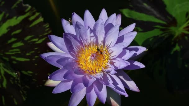 Lirio de agua púrpura con pequeñas abejas recogiendo néctar — Vídeos de Stock