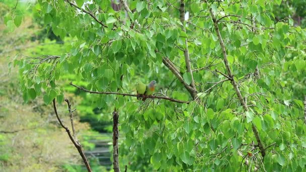 雨后在菩提树上并排栖息的可爱的橙乳绿鸽子配偶的影像 — 图库视频影像