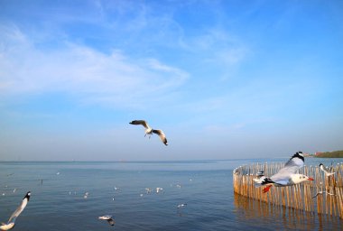 Yaklaş Güzel bir martı Sürüsü Sakin Deniz 'in üzerinde uçuyor