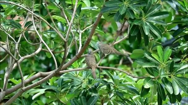 Footage Wild Zebra Dove Couple Preening Expressing Love Its Mate — Stock Video
