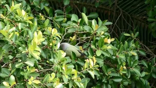 Filmato Maschio Arancio Petto Verde Piccione Godere Mangiare Semi Grande — Video Stock