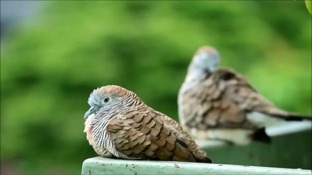 Footage Two Relaxing Wild Zebra Doves Balcony One Napping Another — Stock Video