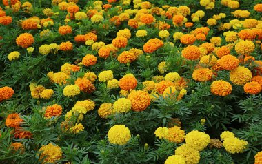 Çiçek açan Turuncu ve Sarı Marigold Çiçekleri Arkaplan veya Duvar Kağıdı Alanı