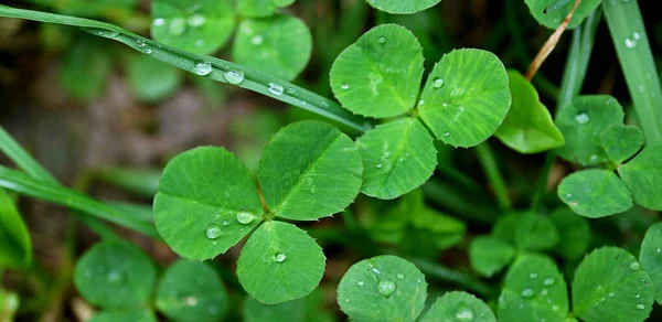 Sluitingen Van Klavertjes Met Drie Bladeren Met Waterdruppels Shamrock Field — Stockfoto