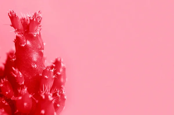 Arte Pop Estilo Surrealista Vibrante Color Rojo Hadas Castillo Cactus — Foto de Stock