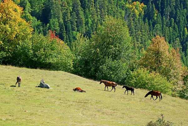 Stado Koni Wypasanych Łące Farmie Górskiej Miasta Mestia Region Svaneti — Zdjęcie stockowe