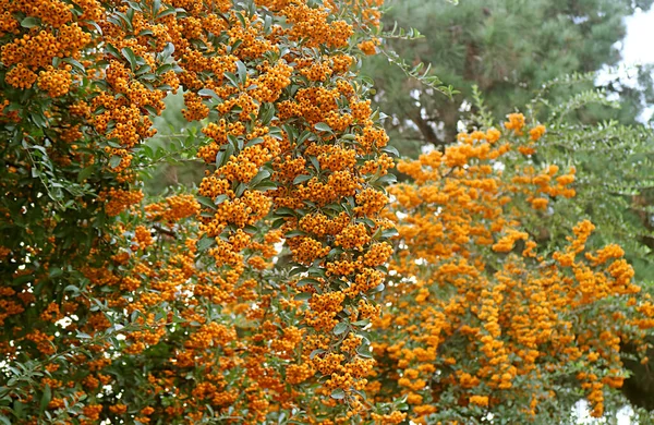 Bando Bagas Laranja Vívidas Espinheiro Pyracantha Crescendo Longo Cerca — Fotografia de Stock