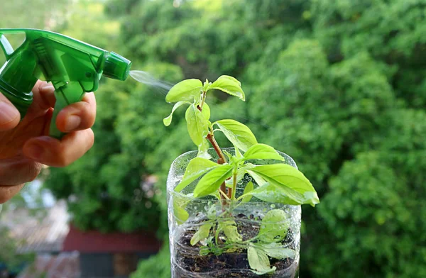 Mano Del Hombre Regando Una Pequeña Planta Maceta Ventana Cocina — Foto de Stock