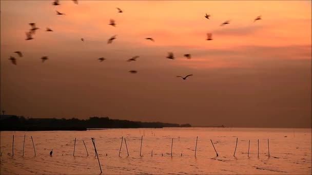 Beelden Van Silhouet Van Vliegende Meeuwen Klok Kalme Zee Bij — Stockvideo