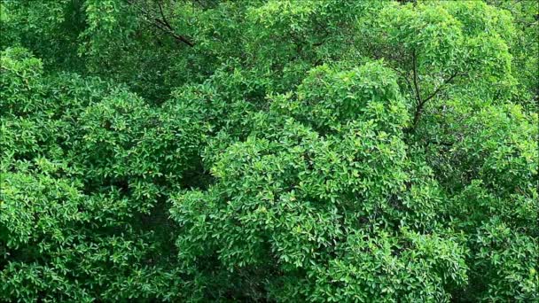 Footage Vibrant Green Foliage Started Raining — Stock Video