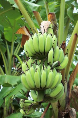 Kırsalda Olgunlaşmamış Meyvelerle Tropikal Muz Ağacının Dikey Görüntüsü