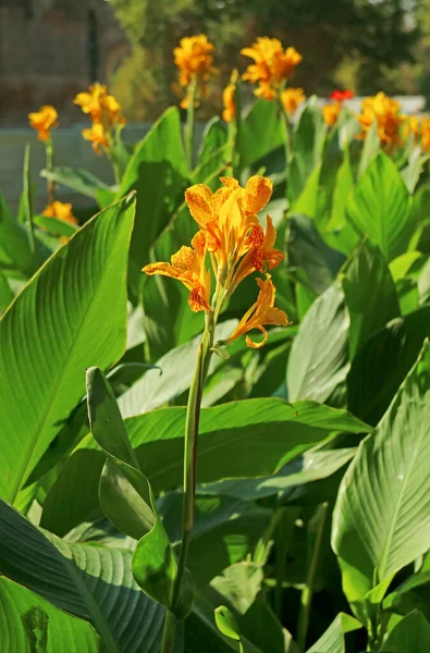 Bando Flores Vivas Canna Lily Entre Folhagem Verde — Fotografia de Stock