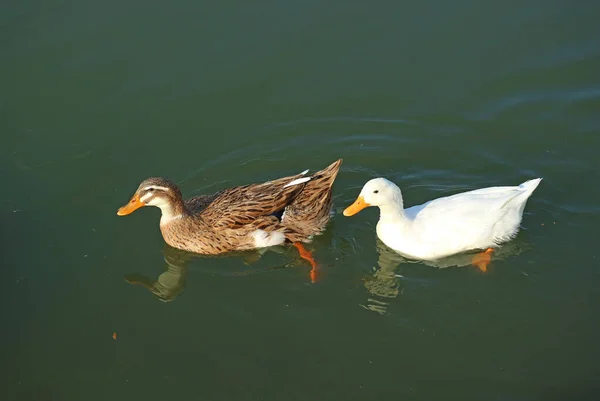 Güzel Mallard Pekin Ördekleri Gölette Birlikte Yüzüyorlar — Stok fotoğraf