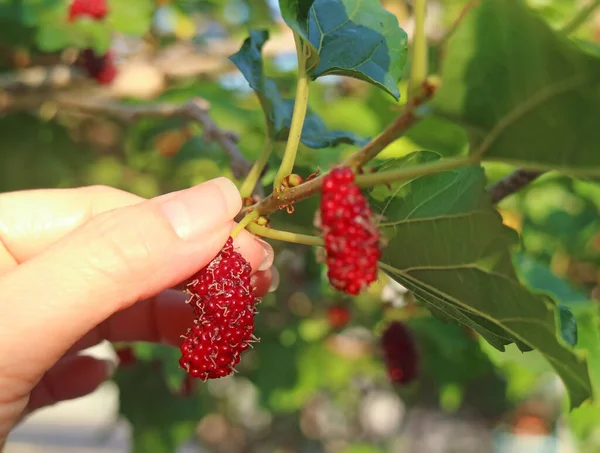 Dedo Feminino Pegando Uma Fruta Amoreira Vermelha Árvore — Fotografia de Stock