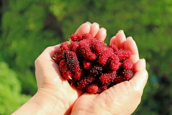 Mãos Mulher Cheias Frutas Frescas Amoreira Colhidas — Fotografia de Stock