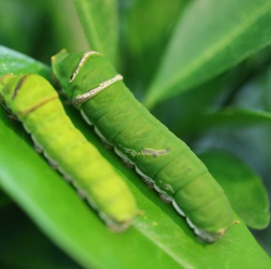 Closeup a Bigger Citrus Tree Caterpillar with a Blurry Smaller One in Foreground on Lime Tree Leaf