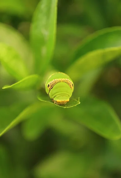 Tiny Lime Swallowtail Caterpillar Resting Vibrant Green Lime Tree Leaf — Stok fotoğraf