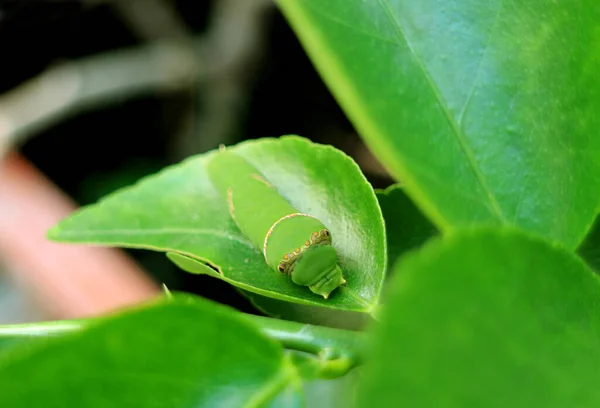 Vibrant Green Lime Swallowtail Caterpillar Lime Tree Leaf — ストック写真