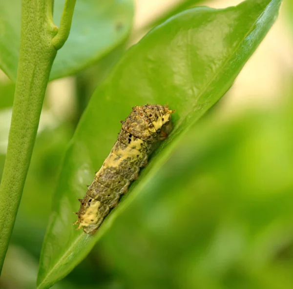 An Early 3rd Instar Lime Swallowtail Caterpillar Resting on a Lime Tree Leaf