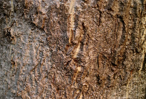 Closeup Rough Texture Bog Tree Bark Background Banner — Fotografia de Stock