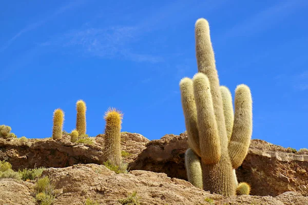 Muitos Dos Gigantescos Trichocereus Pasacana Cactus Plantas Isla Incahuasi Isla — Fotografia de Stock