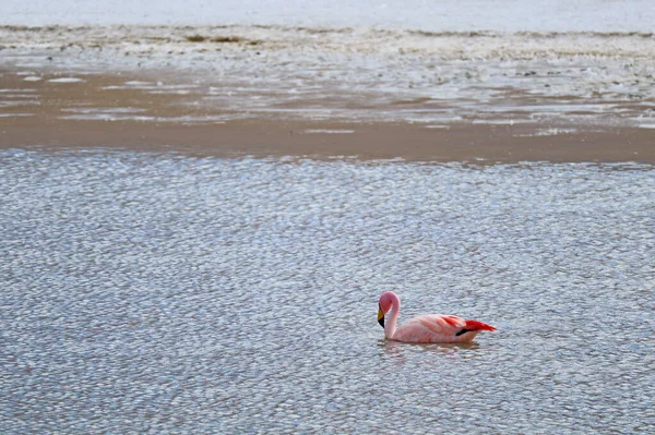 Rosa Flamingo Simning Det Grunda Saltvattnet Laguna Hedionda Lake Bolivian — Stockfoto