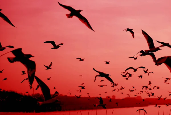 流行艺术超现实风格的红色晨空与飞行海鸥群的轮廓 — 图库照片