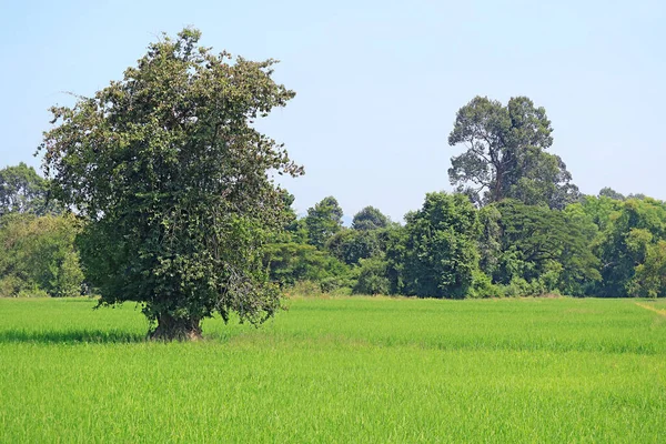 Big Trees Vibrant Green Paddy Field Growing Rice Plants — Stock Photo, Image