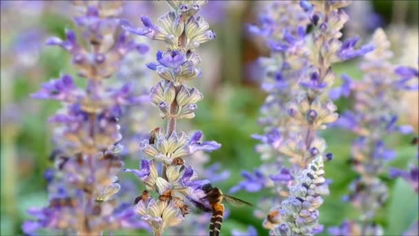 Filmagem Uma Abelha Minúscula Coletando Néctar Das Lindamente Florescendo Lavenders — Vídeo de Stock