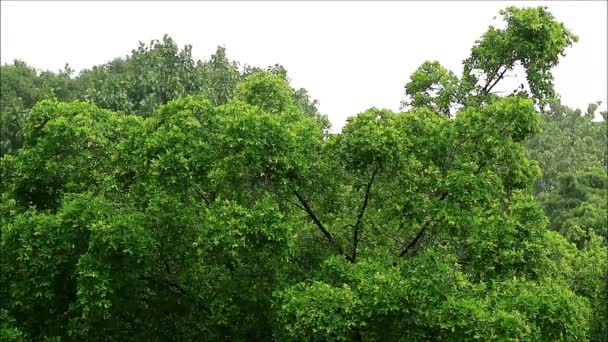 Filmati Lussureggiante Fogliame Verde Sotto Pioggia Leggera — Video Stock